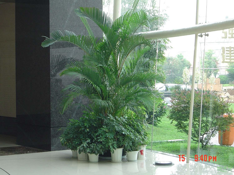 大型室内植物